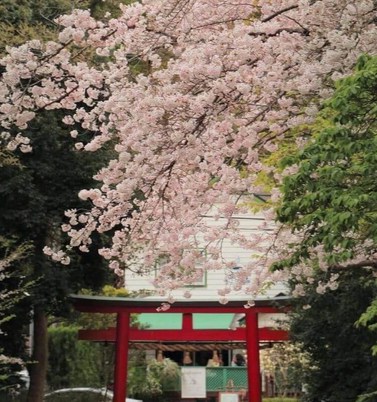 関東お花見スポット