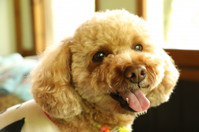 宮城 犬と泊まれる宿