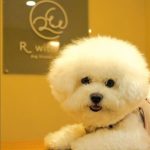 【宮城 犬と泊まれる宿】愛犬家必見！ペット同伴OKのおすすめ宿10選
