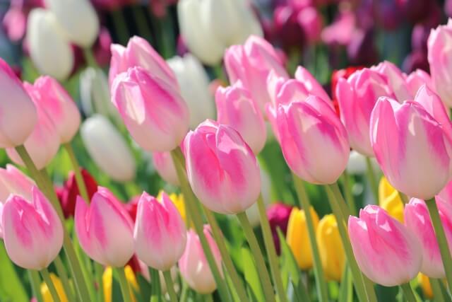 結婚記念日におすすめの花と花言葉