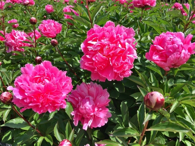 結婚記念日におすすめの花と花言葉