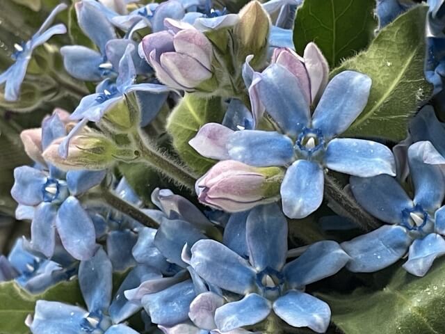 結婚記念日におすすめの花と花言葉