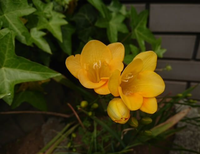 結婚記念日におすすめの花と花言葉