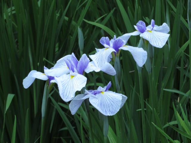 結婚記念日におすすめの花と花言葉