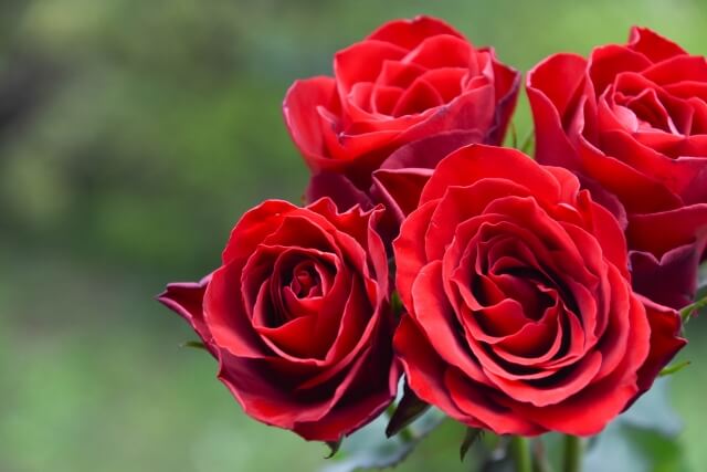 結婚記念日におすすめの花と花言葉