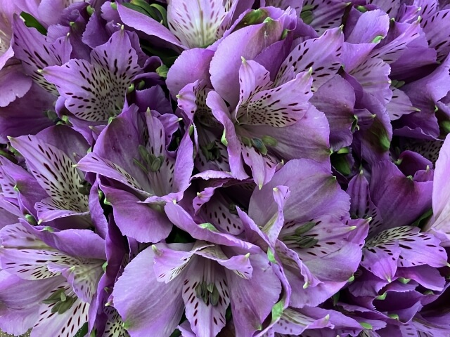 結婚記念日におすすめの花と花言葉