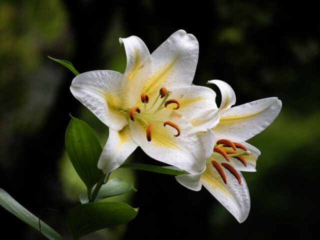 結婚記念日におすすめの花と花言葉