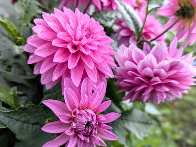 結婚記念日におすすめの花と花言葉
