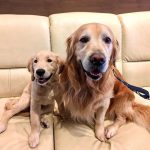 【京都 犬カフェ】わんちゃんと間近で触れ合える？犬好きさんにおすすめしたいドッグカフェ8選