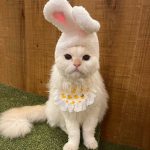 【大阪 猫カフェ】癒されたい人集合！大阪で人気の猫カフェ8選♡