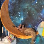 【東京 猫カフェ】推しねこを探そう！猫カフェ＆動物カフェ9選◎