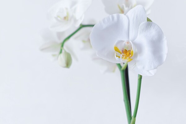 結婚記念日におすすめの花と花言葉