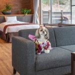 【岩手 犬と泊まれる宿】ワンちゃんと一緒に旅しよう◎岩手県内で犬と泊まれる宿8選