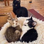 【神奈川 カフェ】神奈川にある猫カフェ8選♡保護猫やお子さま連れOKのカフェも◎
