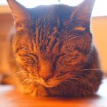 【富山 猫カフェ】富山の猫カフェおすすめ8選｜保護猫・譲渡型もご紹介◎