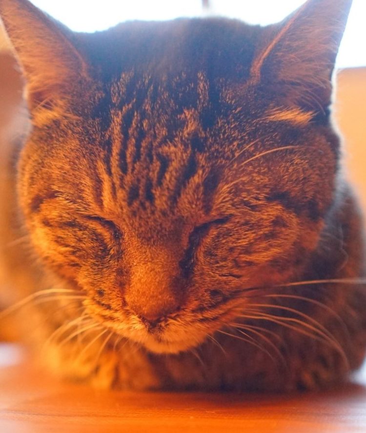 猫カフェ
