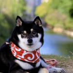 【石川 犬と泊まれる宿 】愛犬と特別な時間を♡犬と泊まれるおすすめ宿8選