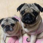 【広島 犬カフェ】犬と触れ合いたい！広島県の犬カフェ＆看板犬がいるドックカフェ8選♡