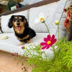 【岡山 犬カフェ】かわいいワンちゃんに癒される♡岡山県の犬カフェ＆ドッグカフェ8選