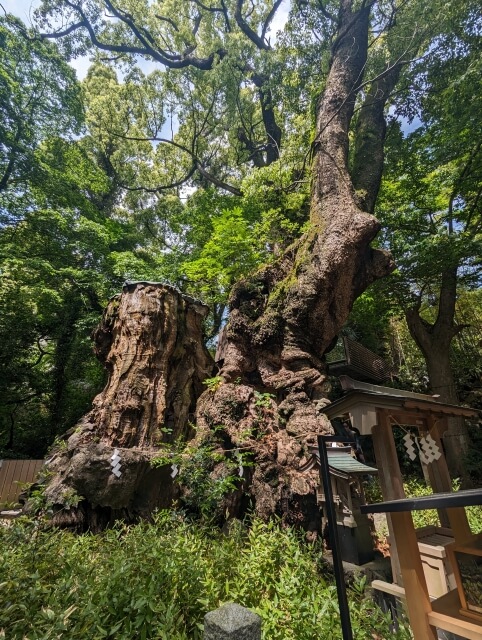 大木