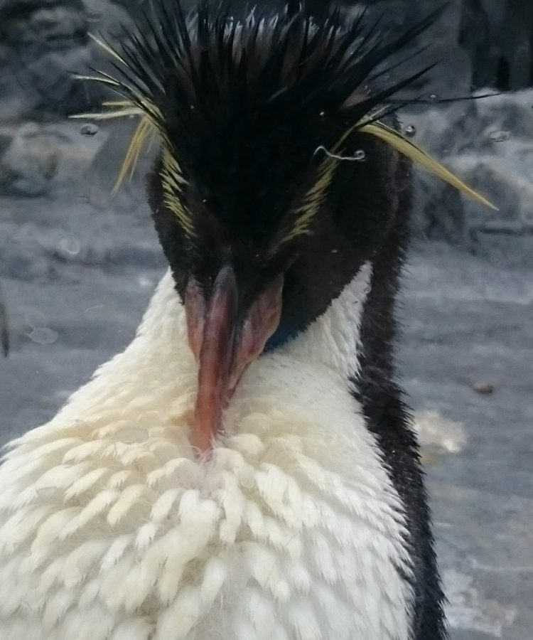 おたる水族館ペンギン