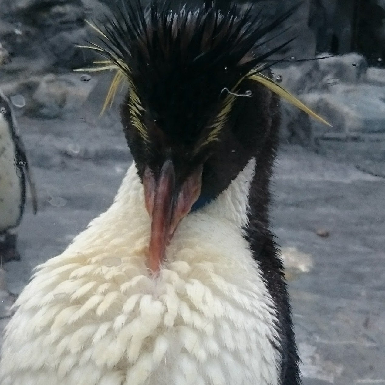 おたる水族館ペンギン