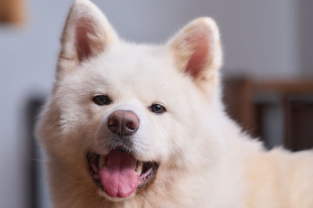 akita gosyuinn 