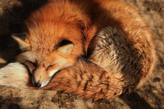 akita gosyuinn 