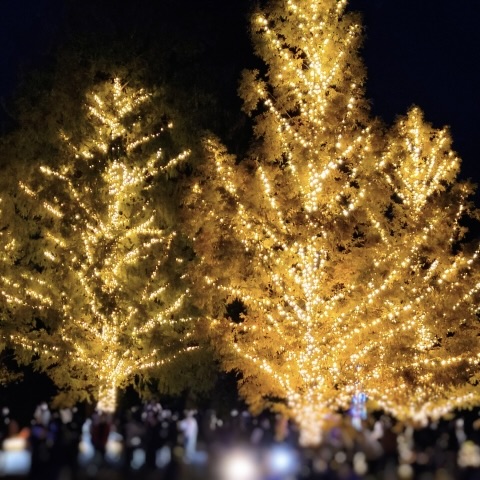 埼玉イルミネーション2025-2026カップル