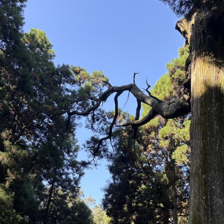 鹿児島初詣神社2
