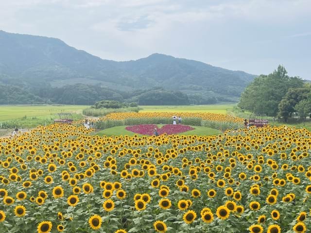 新潟県・アニメの登場人物の名前に由来するエリアにある越後七浦シーサイドライン