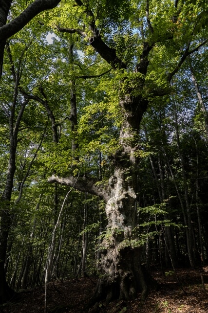 秋田　聖地巡礼
