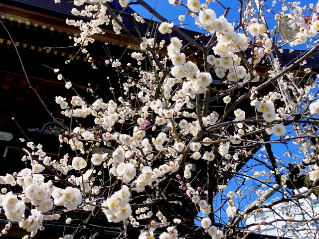北海道　縁結び