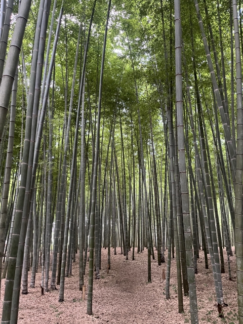 東京　キングダム