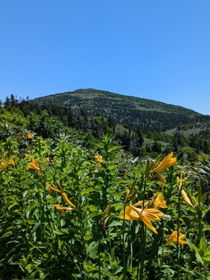 秋田の避暑地・森吉山の高原風景