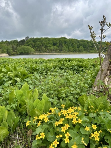 秋田の避暑地・大沼自然探勝路の湿原風景