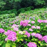 【山口 紫陽花】梅雨のおでかけ♡人気の紫陽花(あじさい)の名所9選ご紹介!
