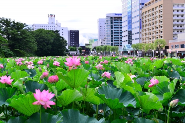 夏に見頃を迎えた千秋公園のお堀の蓮