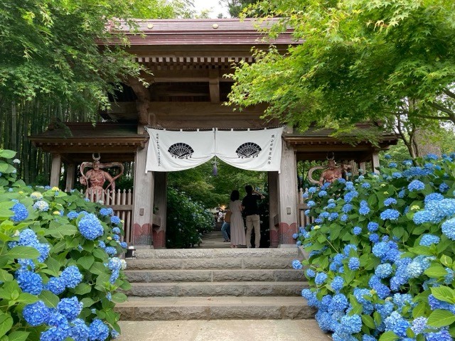 秋田県男鹿市の雲昌寺の山門を彩る青いあじさい