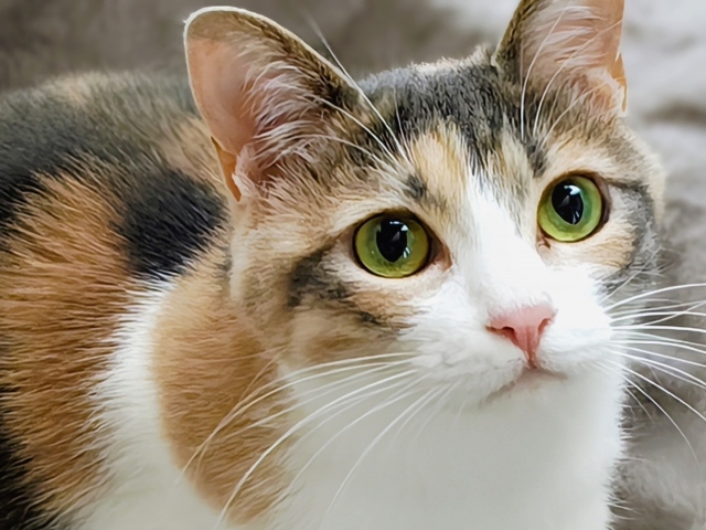 三毛猫の顔をアップで写したイメージ